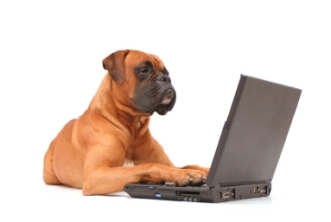 Dog Using Computer